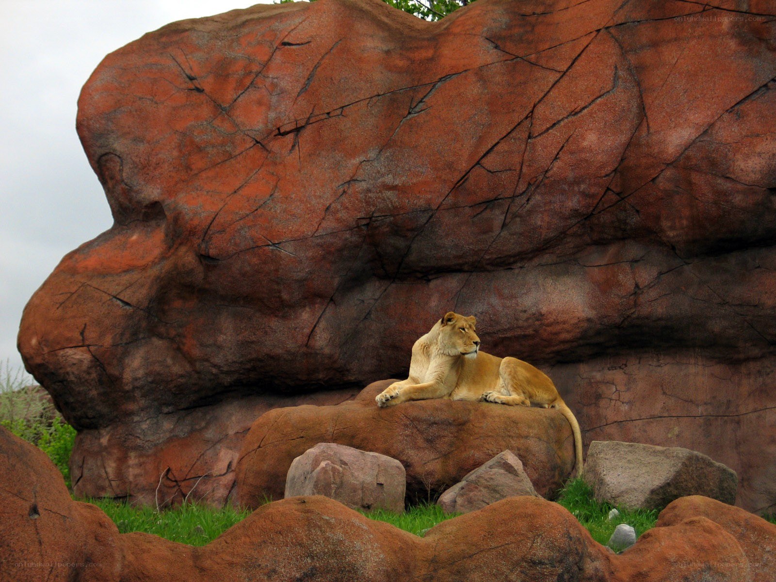 Lioness resting on a rock