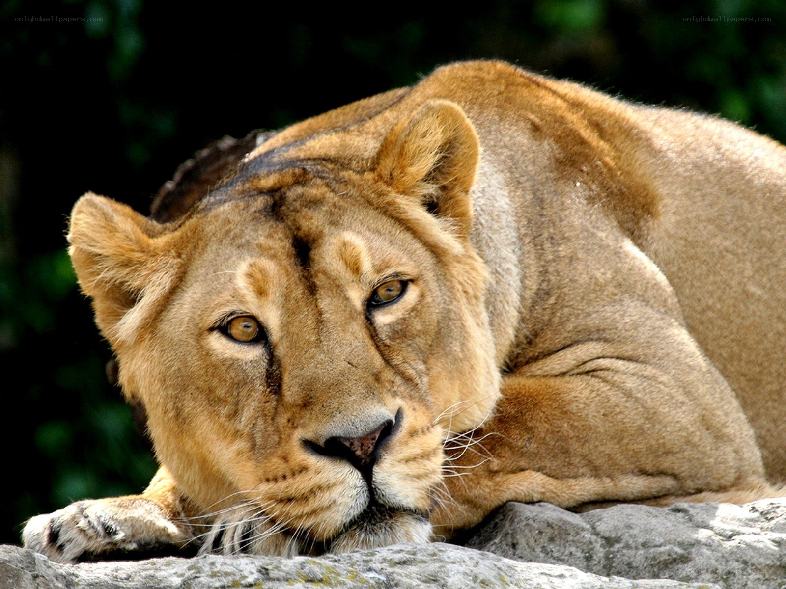 Lioness resting on a rock