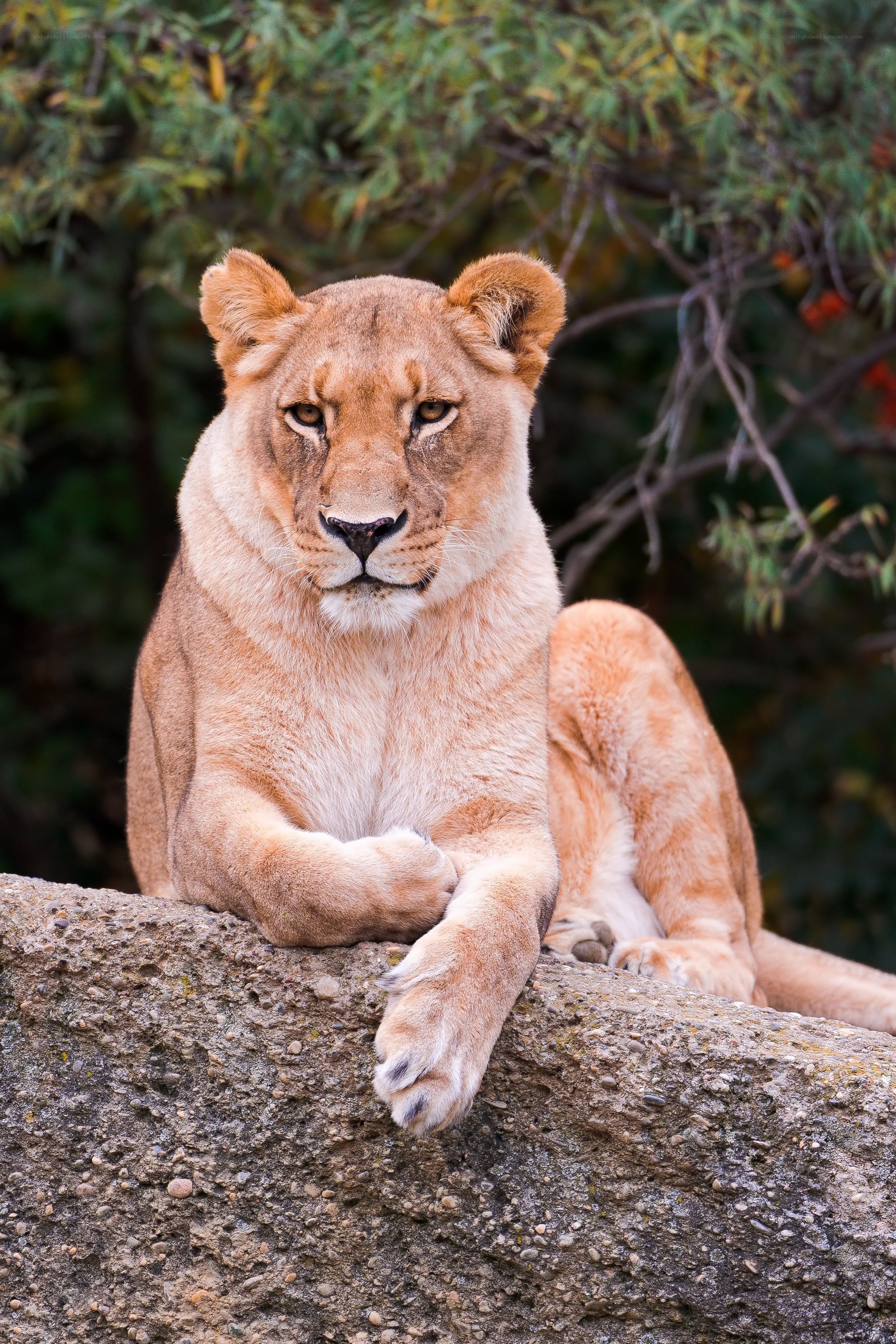 Lioness resting on a rock