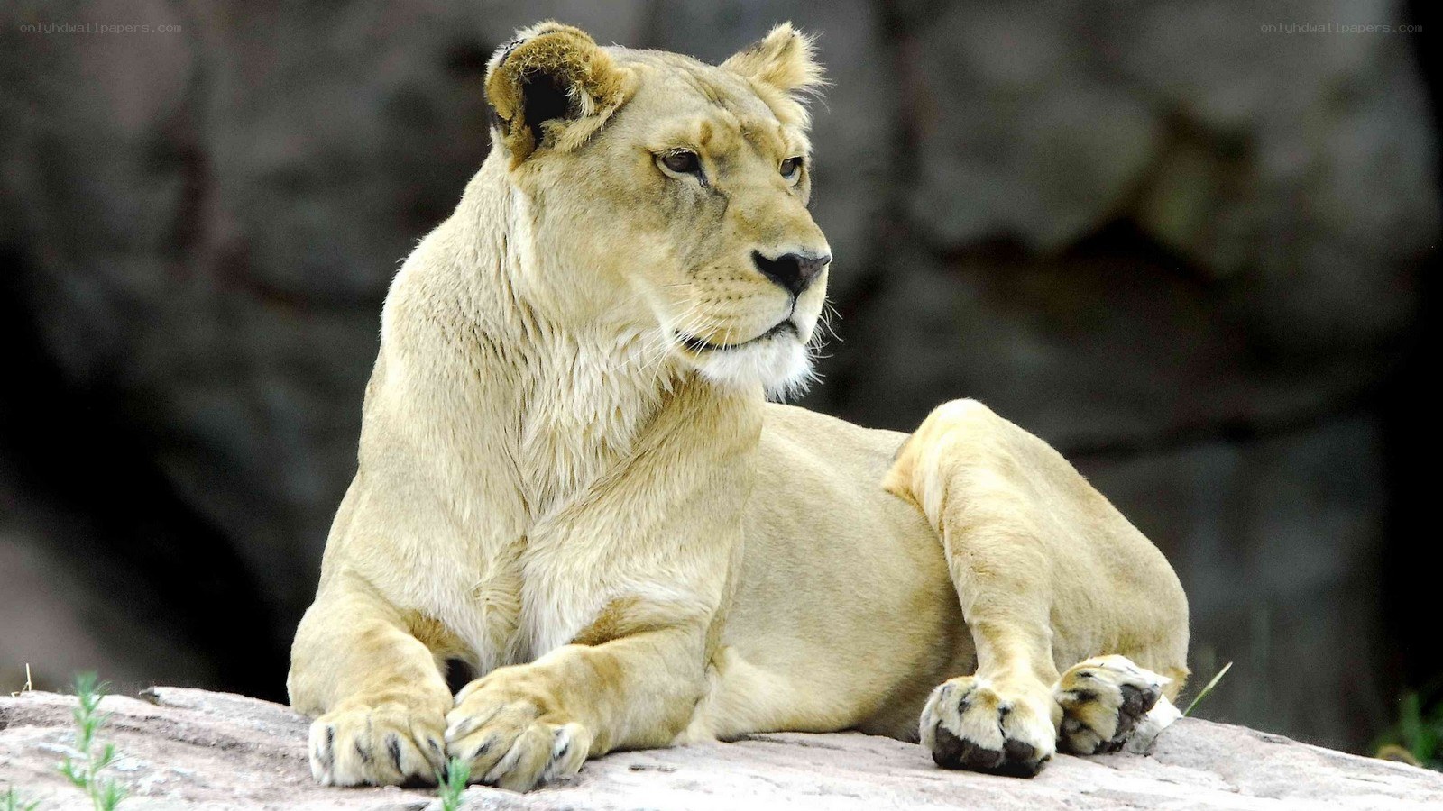 Lioness resting on a rock