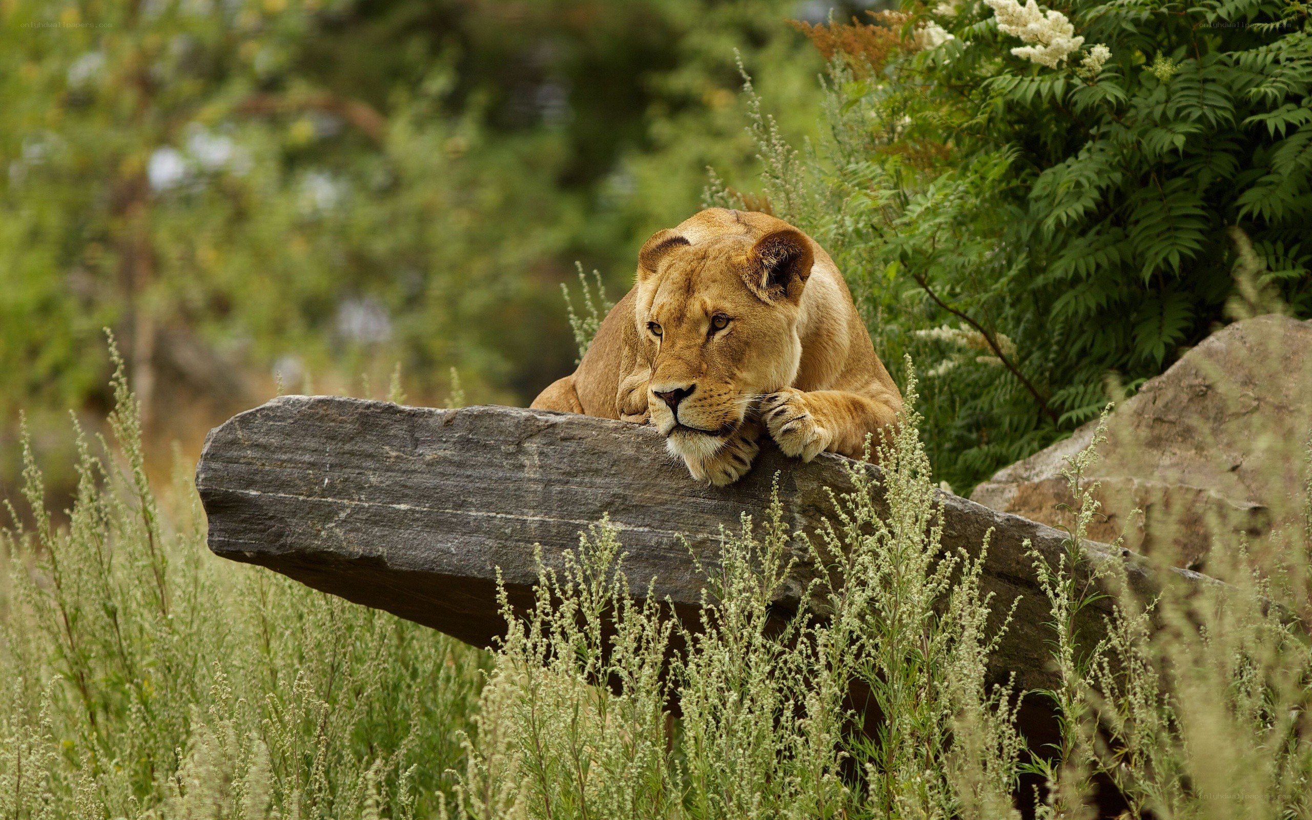 lioness resting on a rock