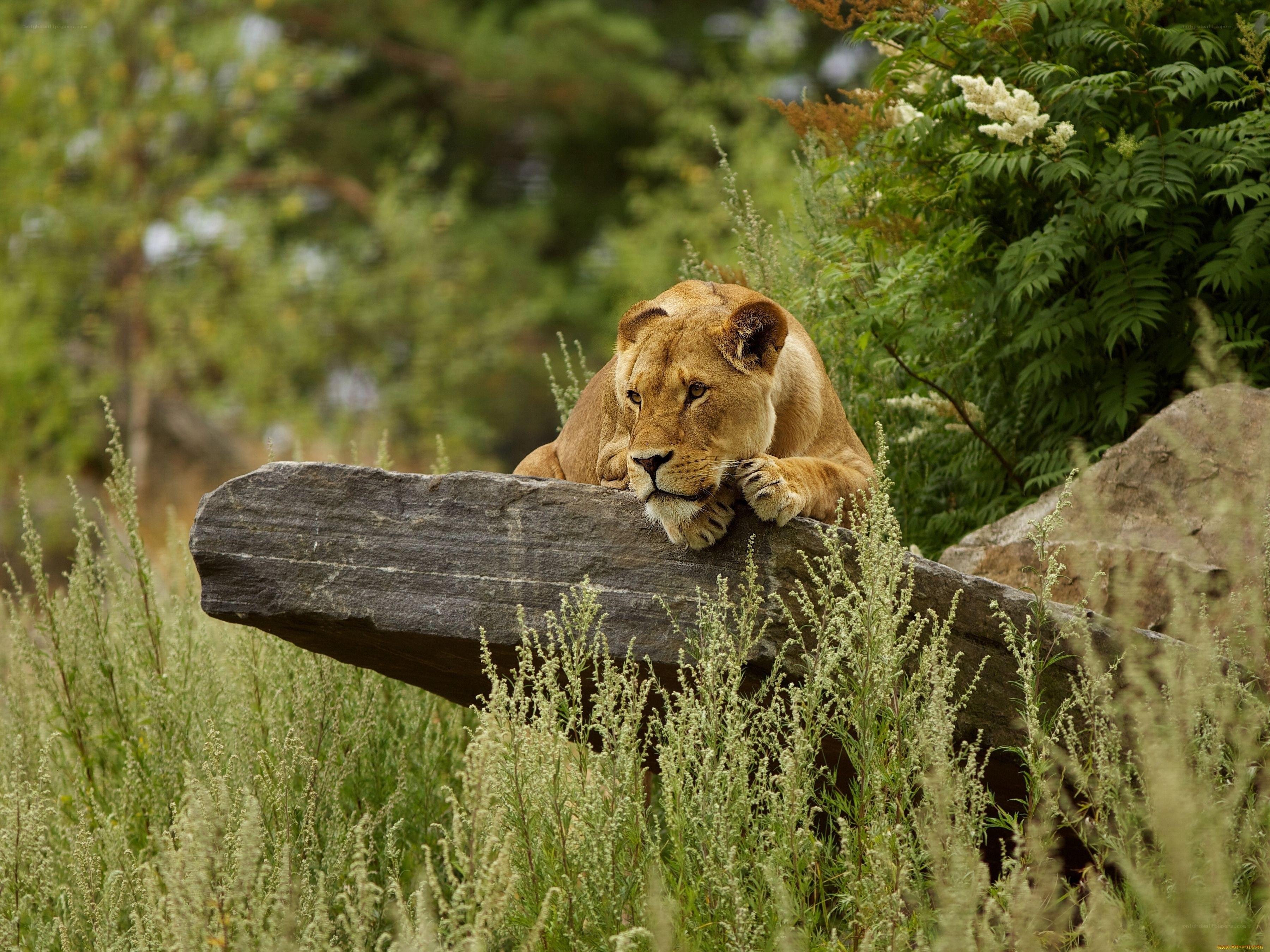 lioness resting on a rock