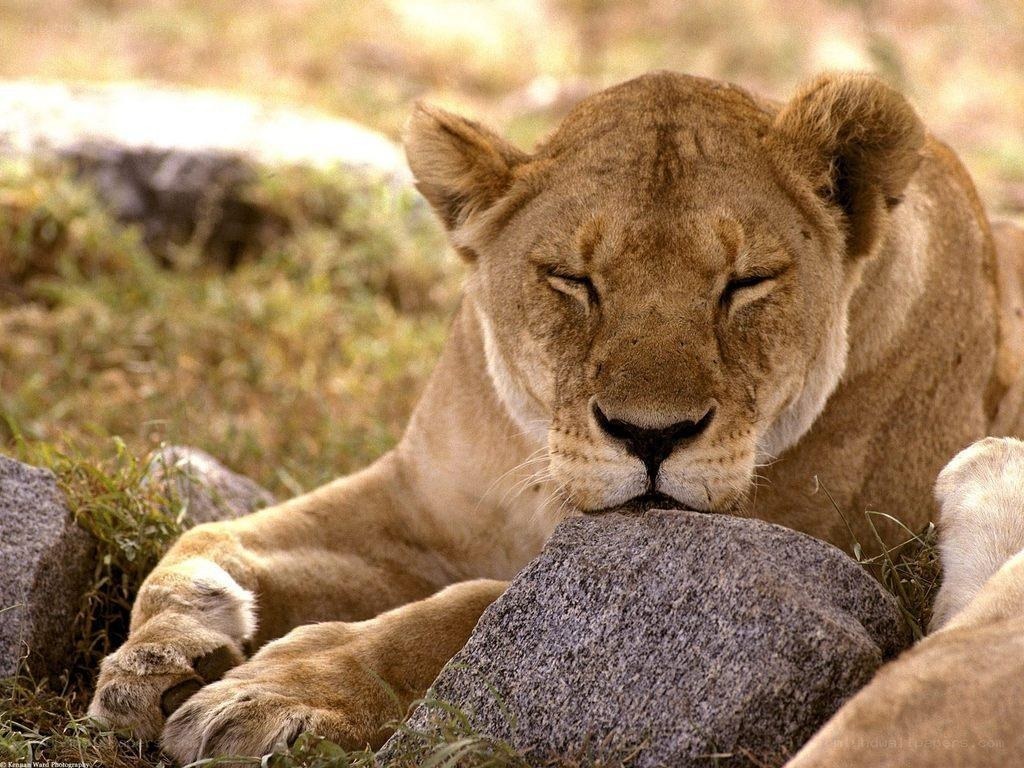 Lioness resting on a rock