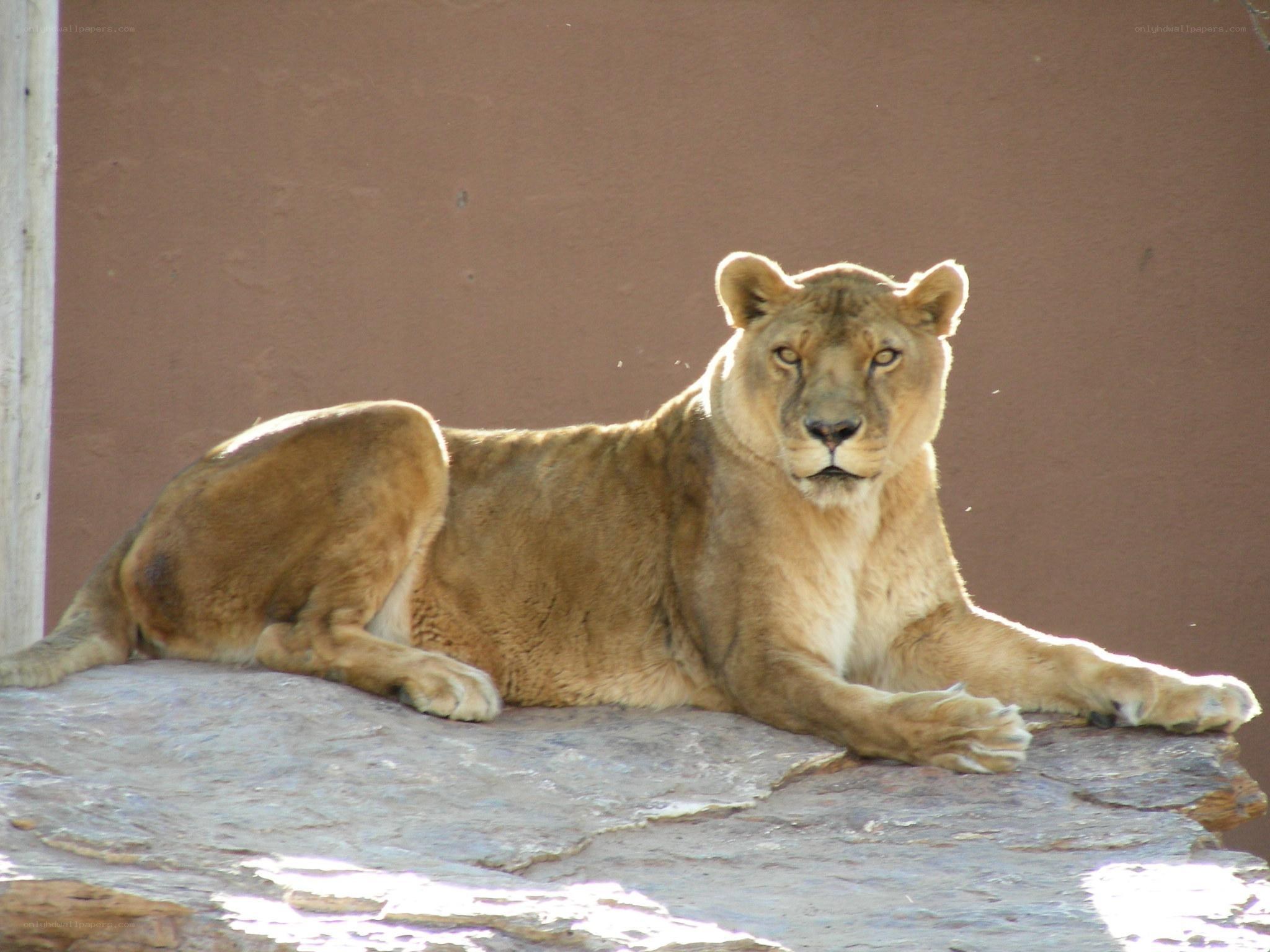 Lioness resting on a rock