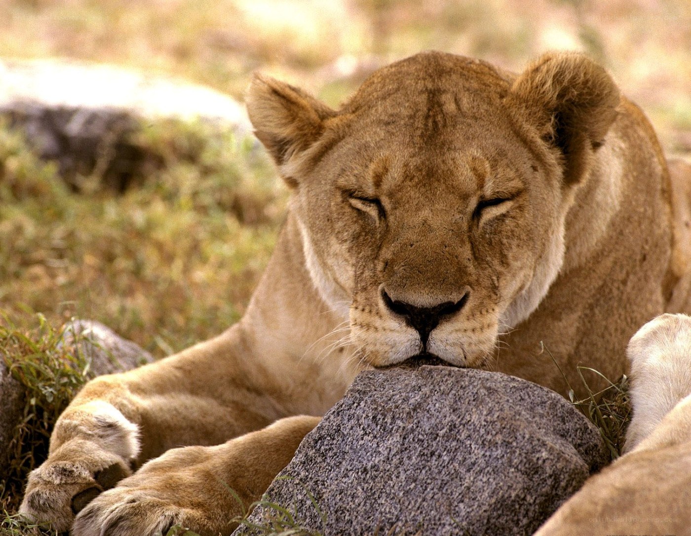 lioness resting on a rock