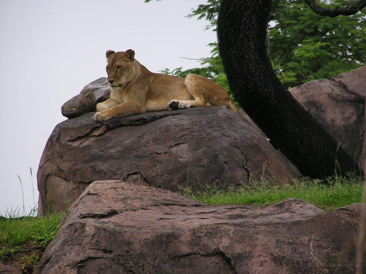 Lioness resting on a rock