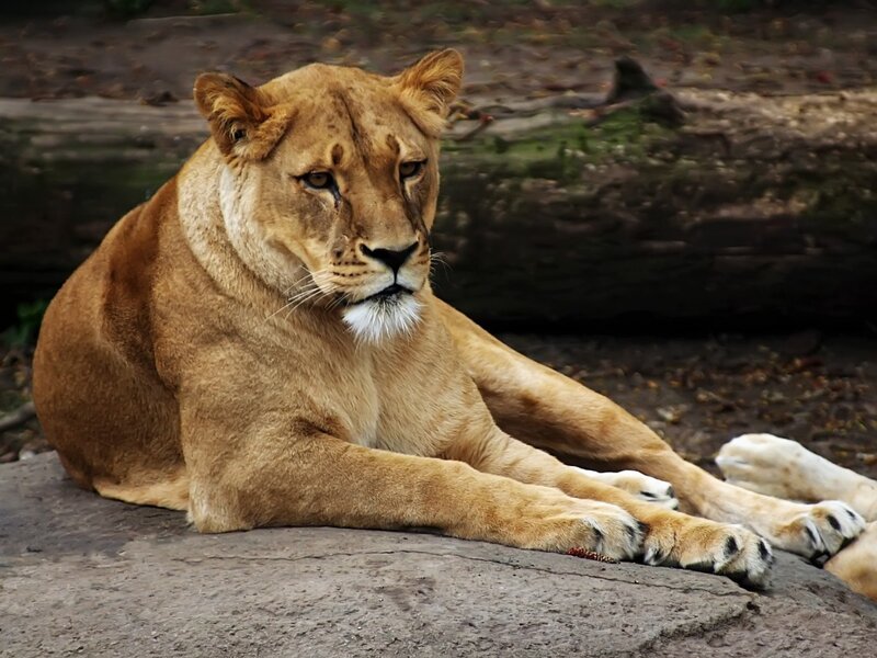 Lioness resting on a rock