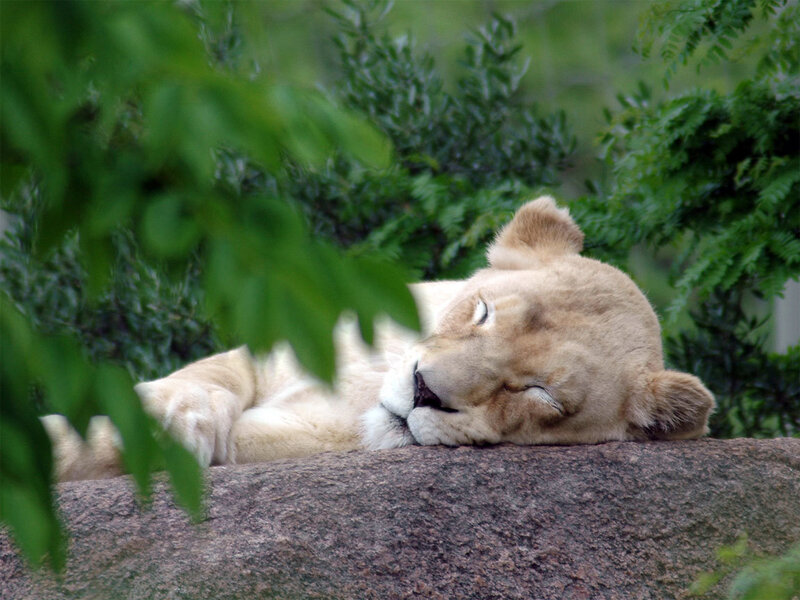 Lioness resting on a rock