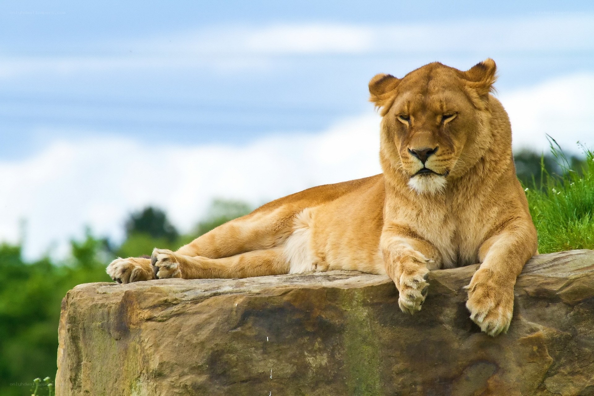 Lioness resting on a rock