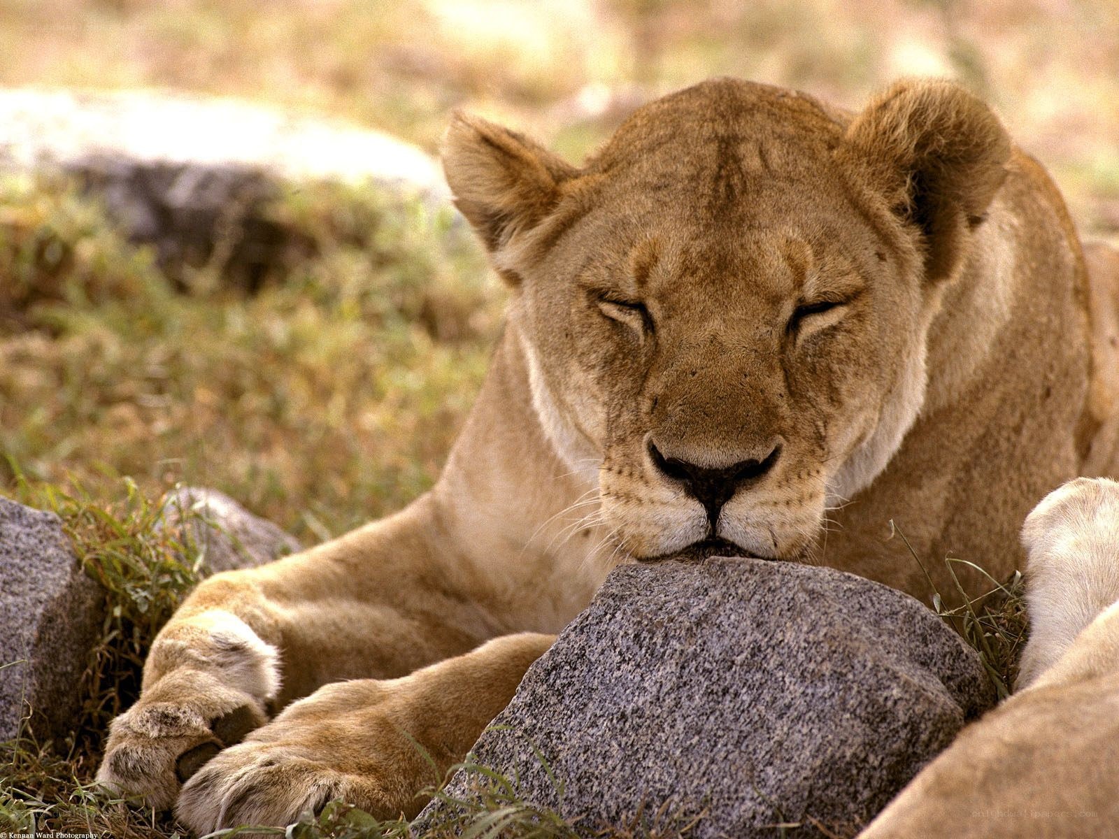 Lioness resting on a rock