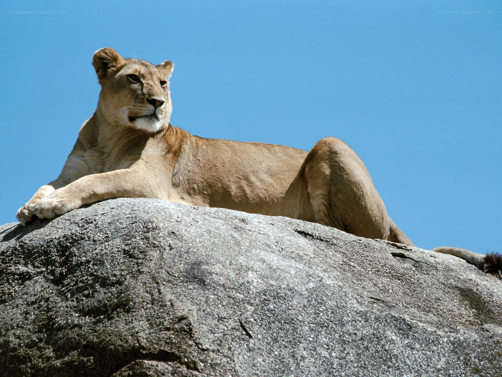 Lioness resting on a rock