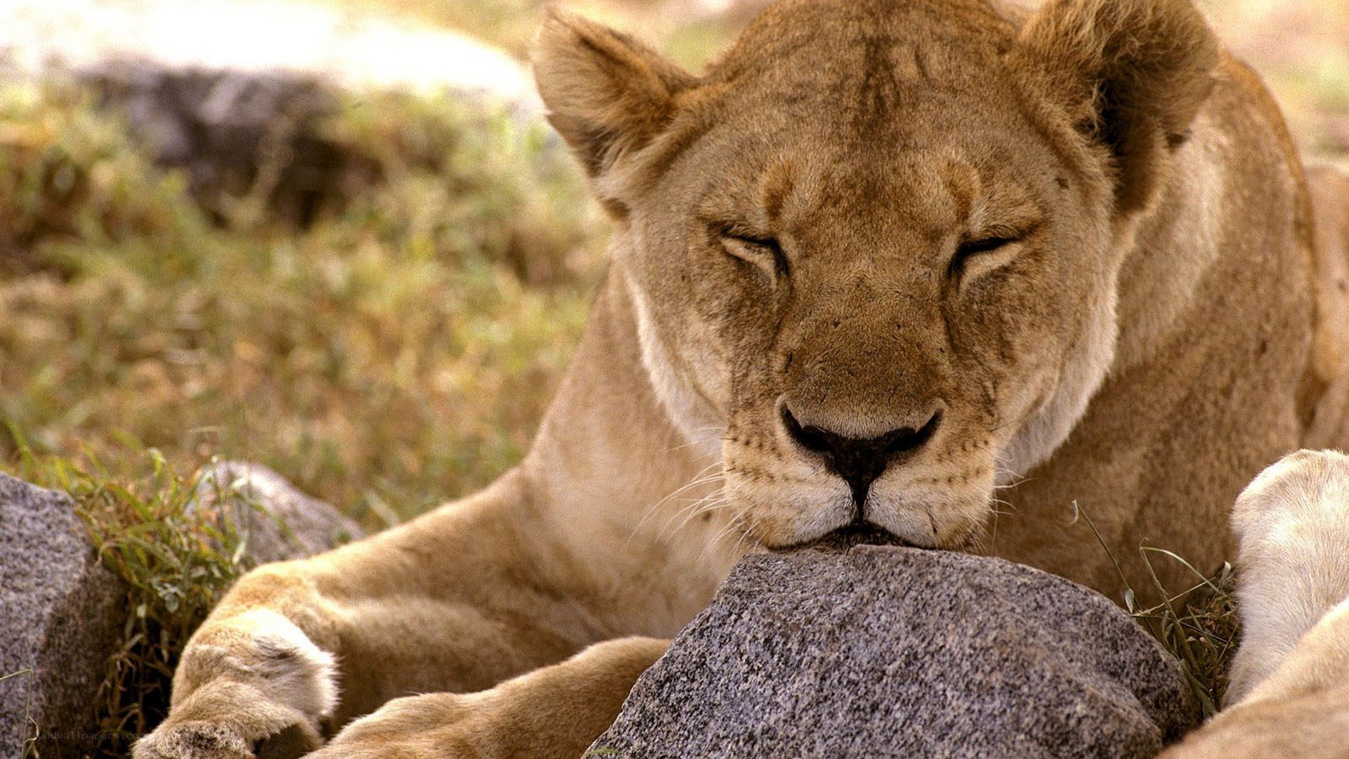 Lioness resting on a rock