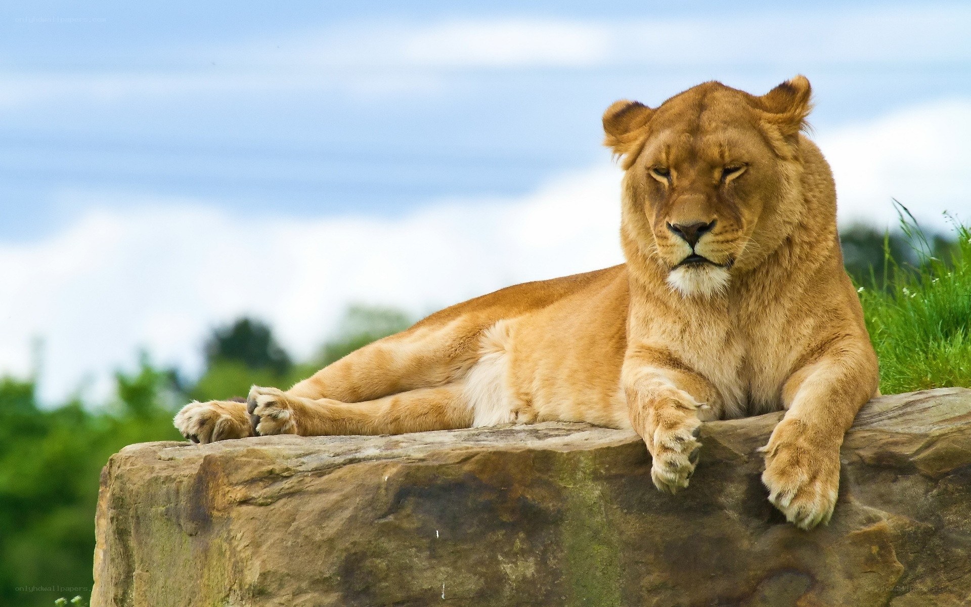 lioness resting on a rock