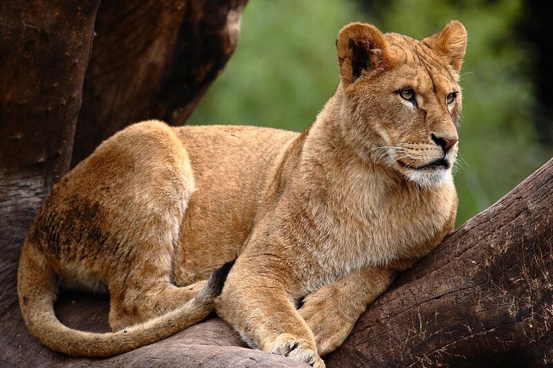 Lioness resting on a tree