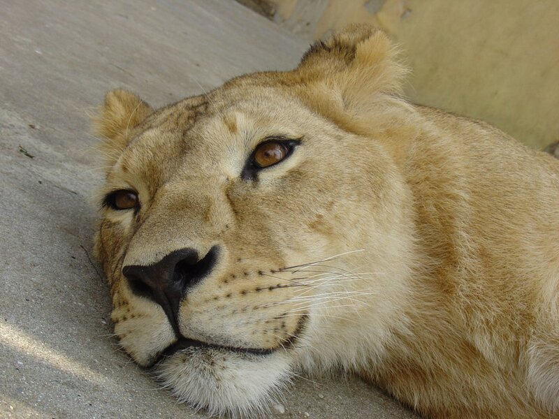 lioness resting on concrete