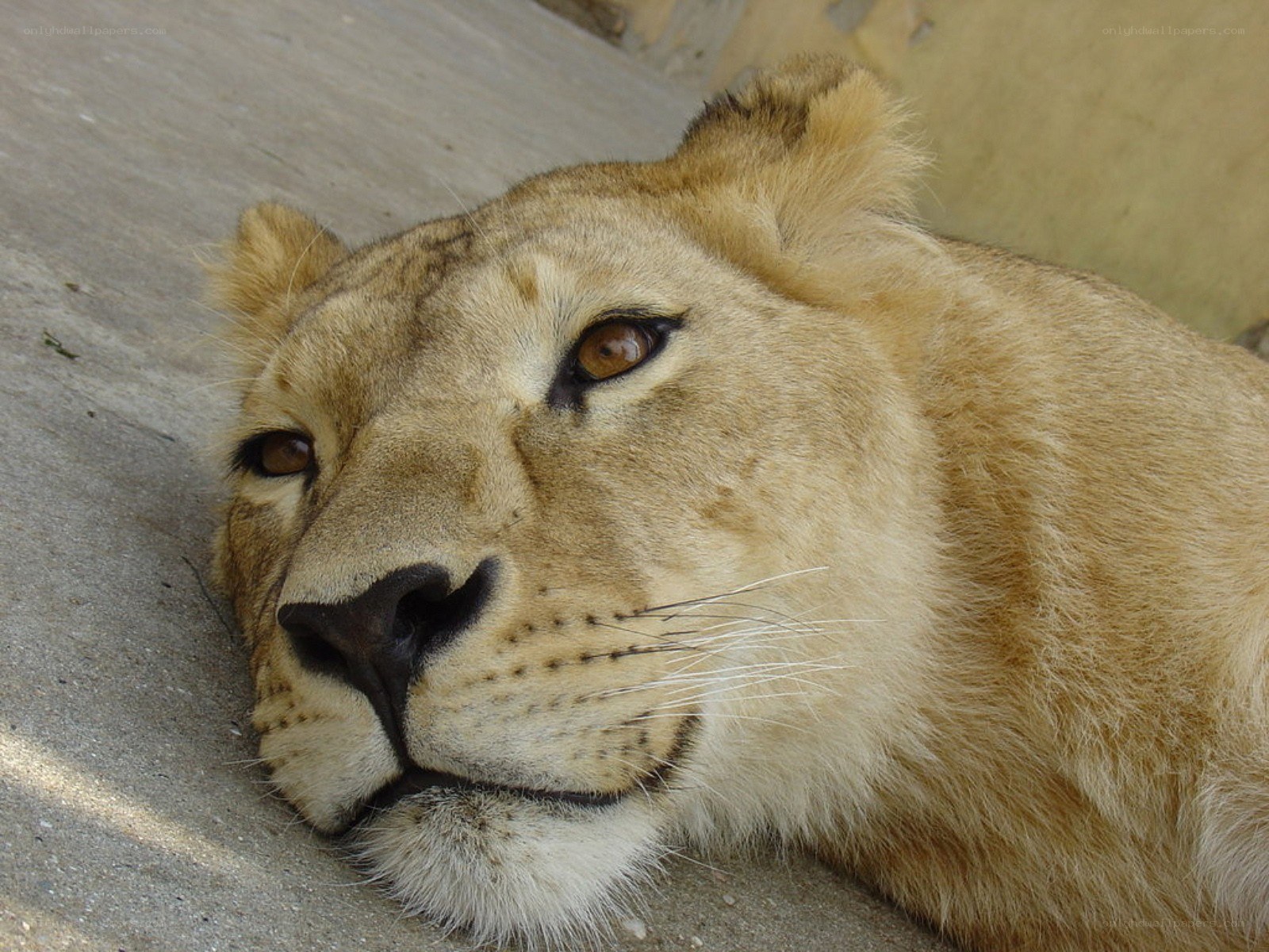 lioness resting on concrete