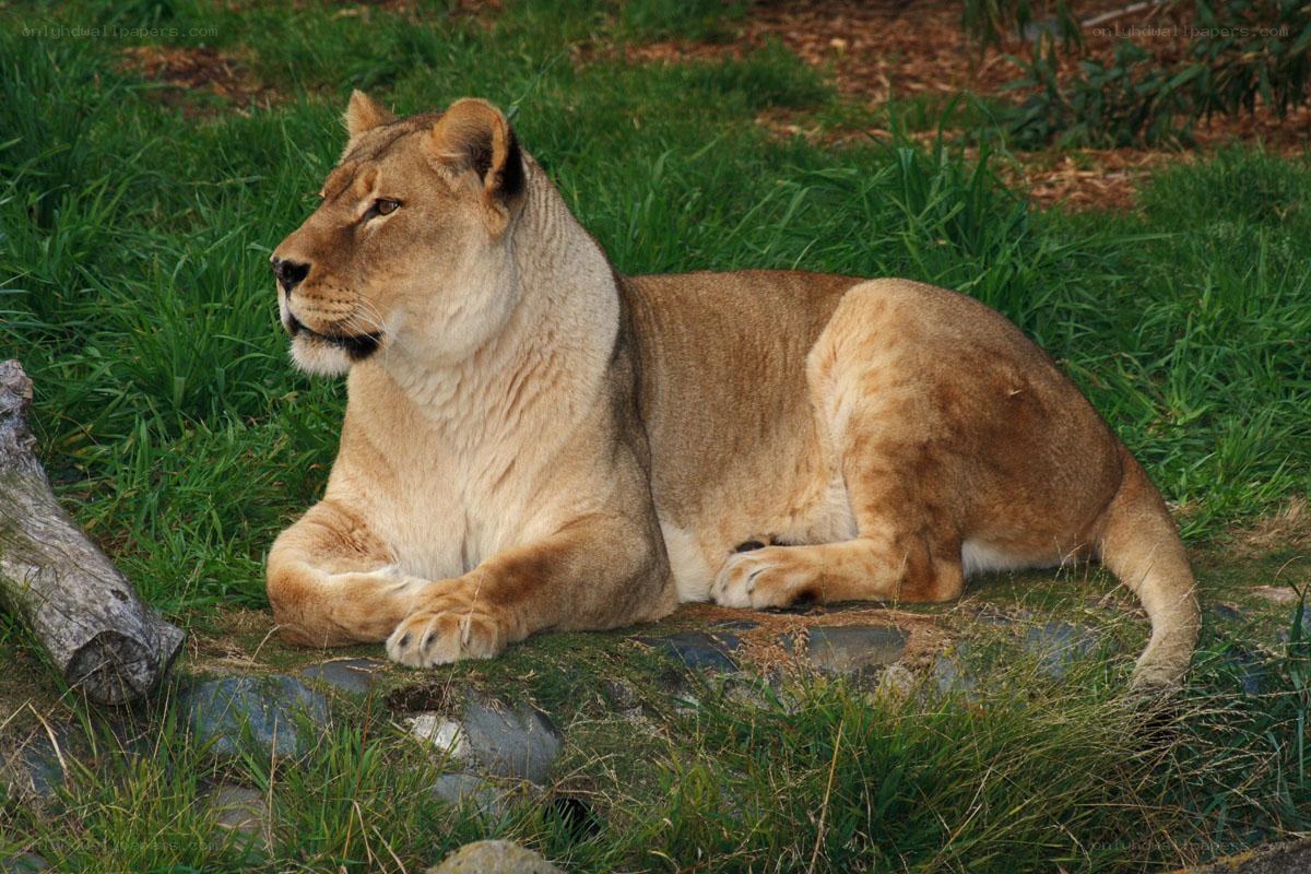 Lioness resting on grass