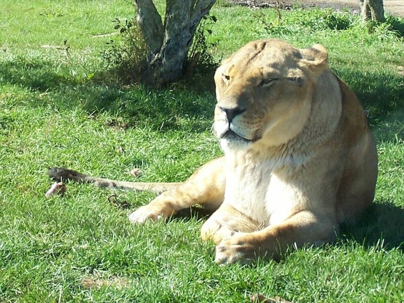 Lioness Resting on Grass — Green