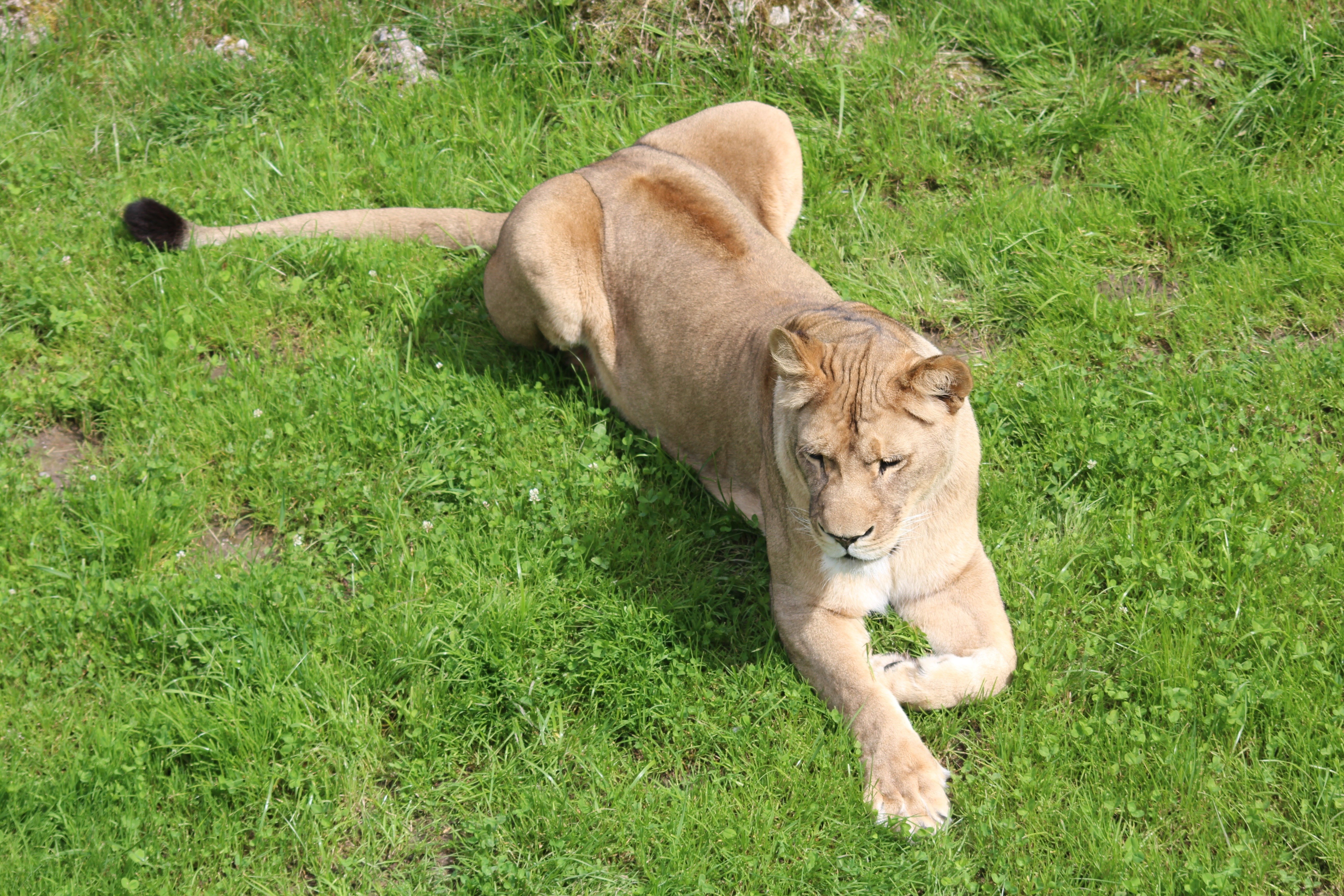 Lioness resting on grass