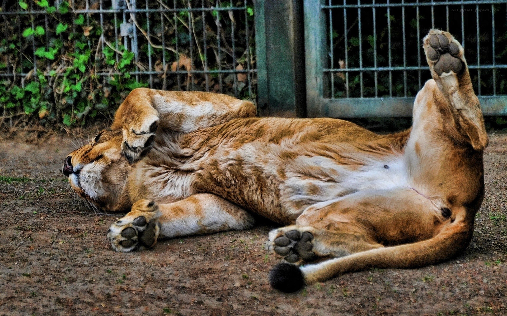 Lioness resting on her back