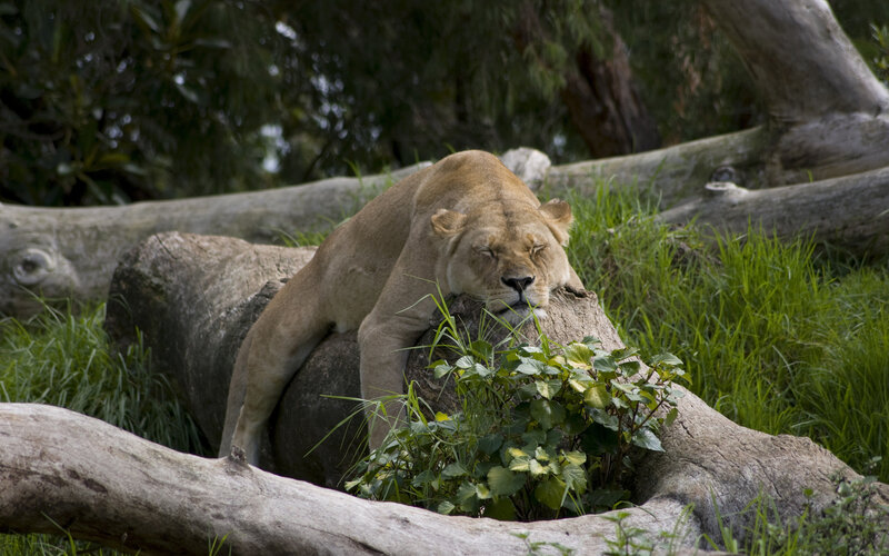Lioness Resting on Log — Brown, Calm, Afternoon