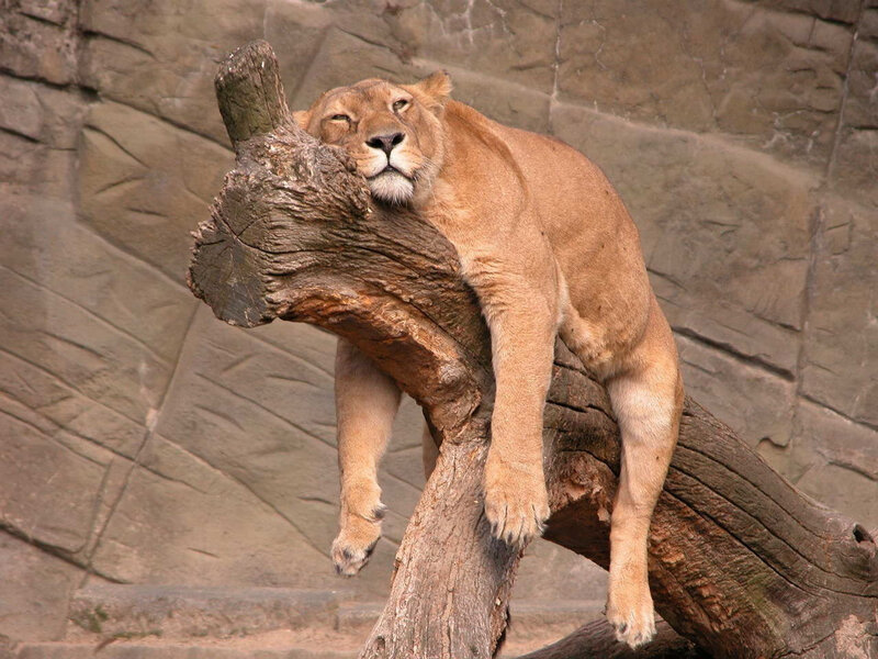 Lioness Resting on Log — Brown, Calm, Photograph