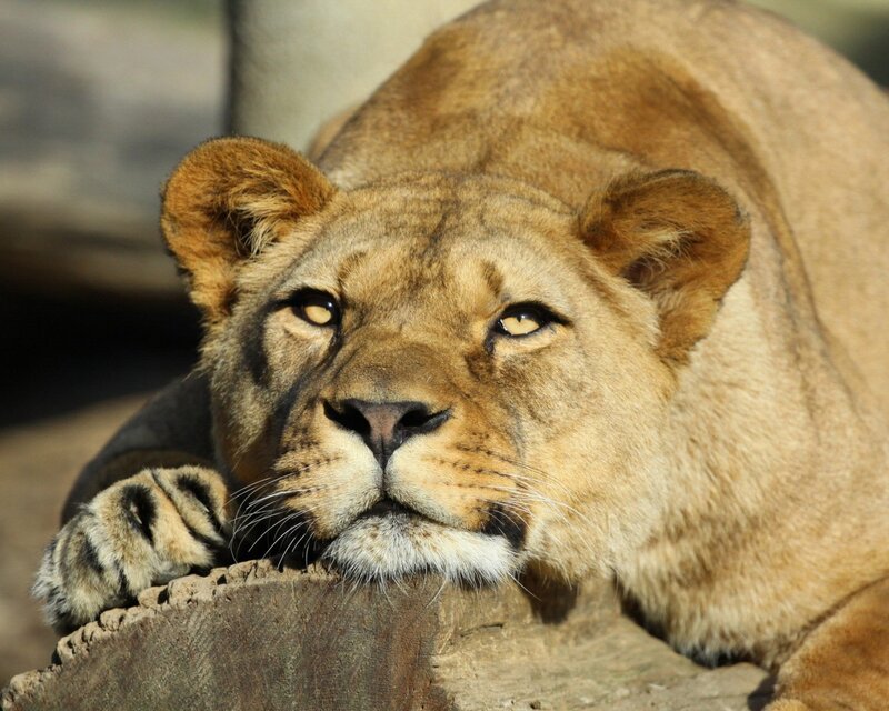 lioness resting on log