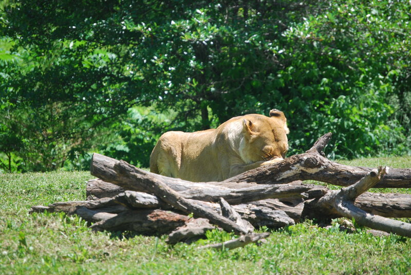Lioness resting on logs