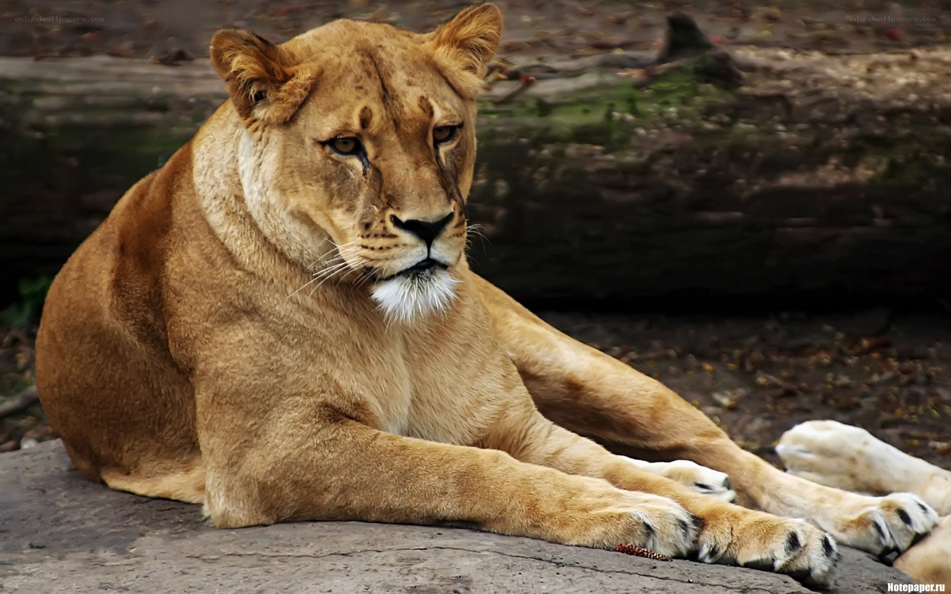 lioness resting on rock