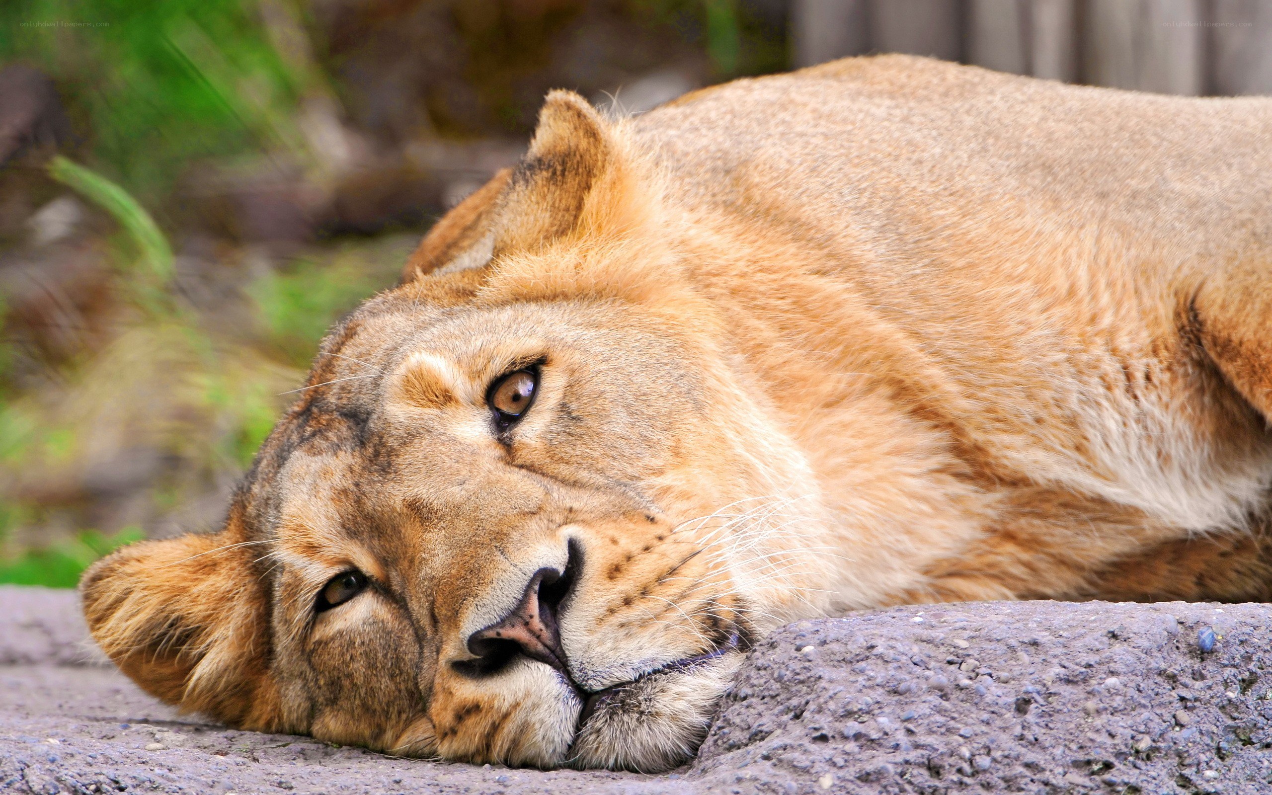 Lioness resting on rock