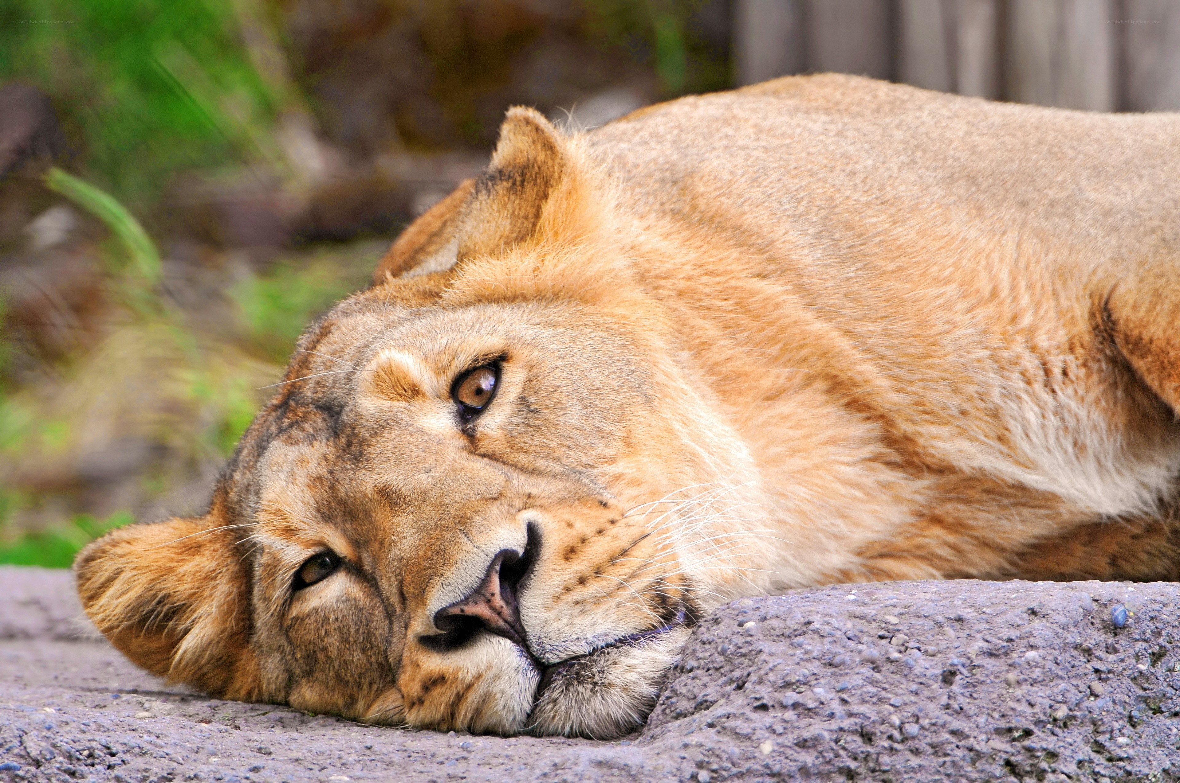lioness resting on rock