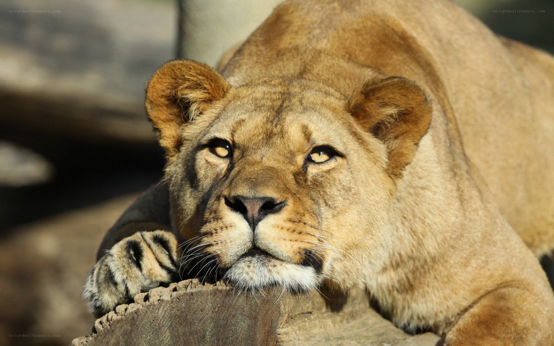 lioness resting on rock