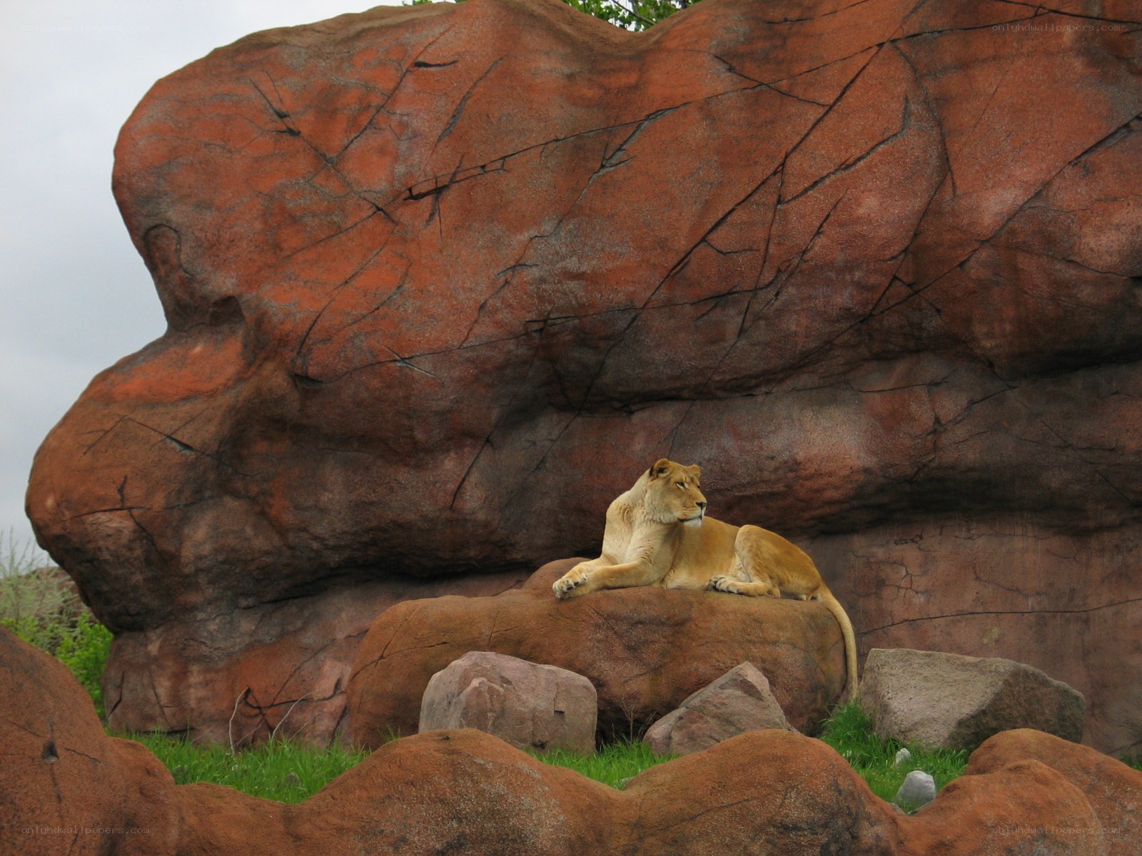 lioness resting on rock