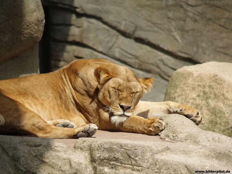 Lioness resting on rock
