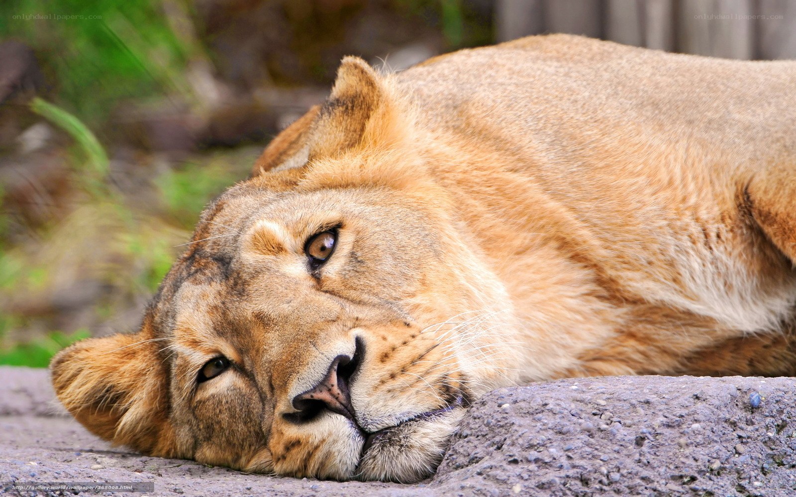 lioness resting on rock