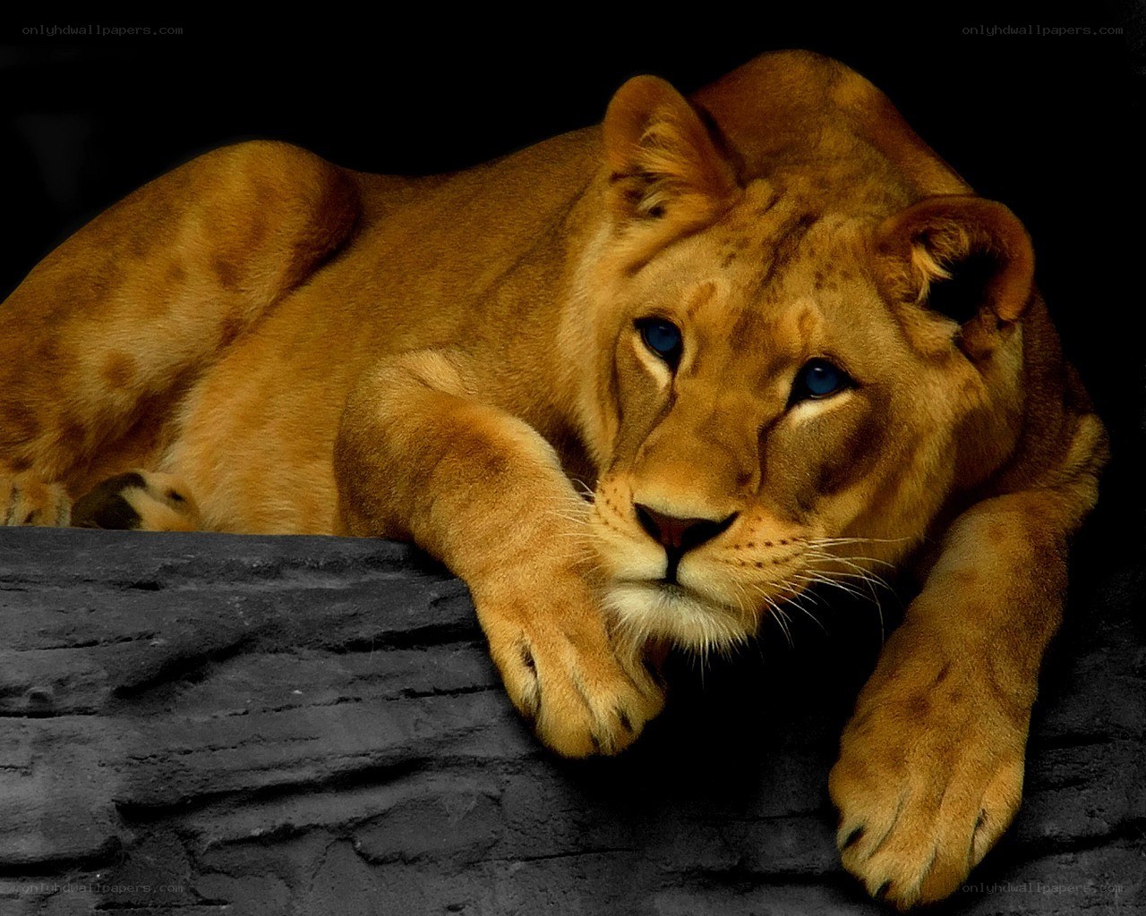 lioness resting on rock