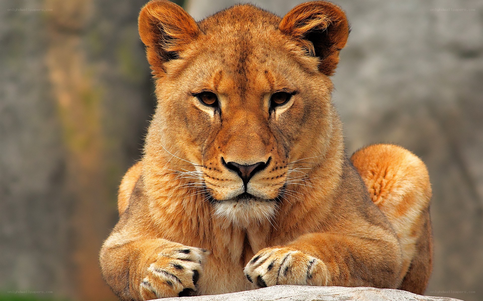 Lioness resting on rock