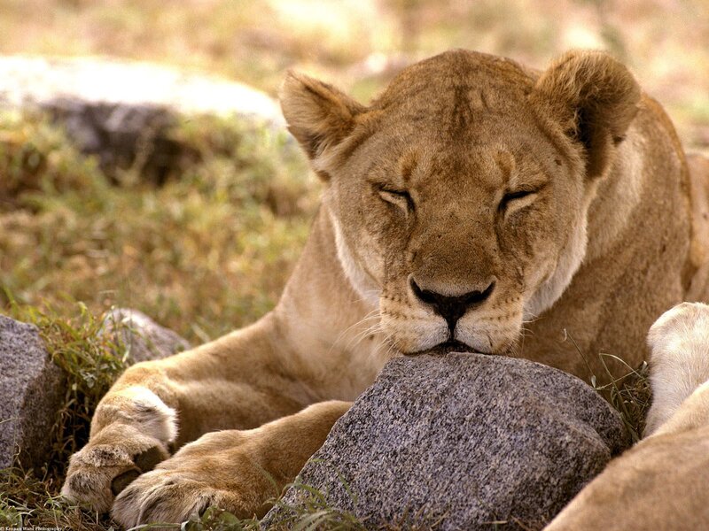 Lioness Resting on Rock — Brown, Calm, Afternoon, Photograph, Grass, Green
