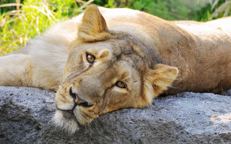 Lioness Resting on Rock — Brown, Calm, Afternoon