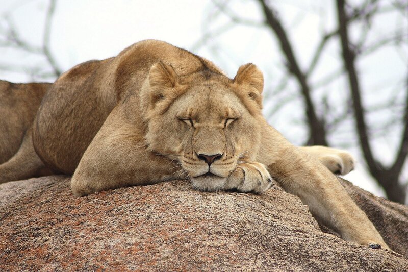 Lioness Resting on Rock — Brown, Calm, Photograph