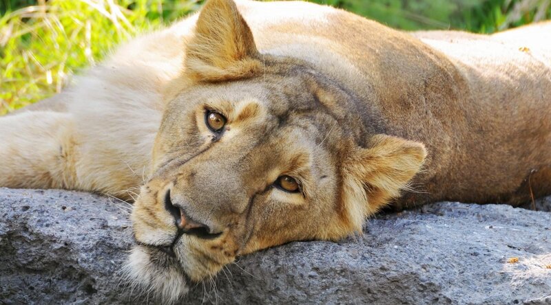 Lioness Resting on Rock — Brown