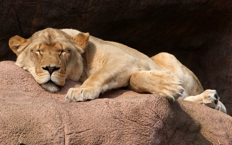 Lioness Resting on Rock — Tan, Calm