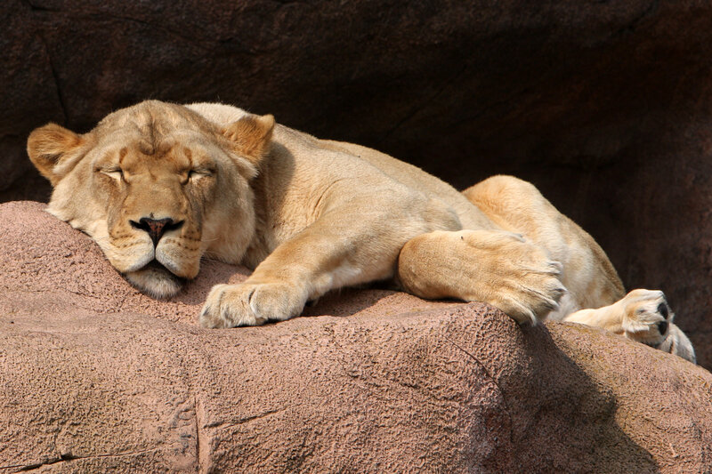 Lioness Resting on Rock — Tan