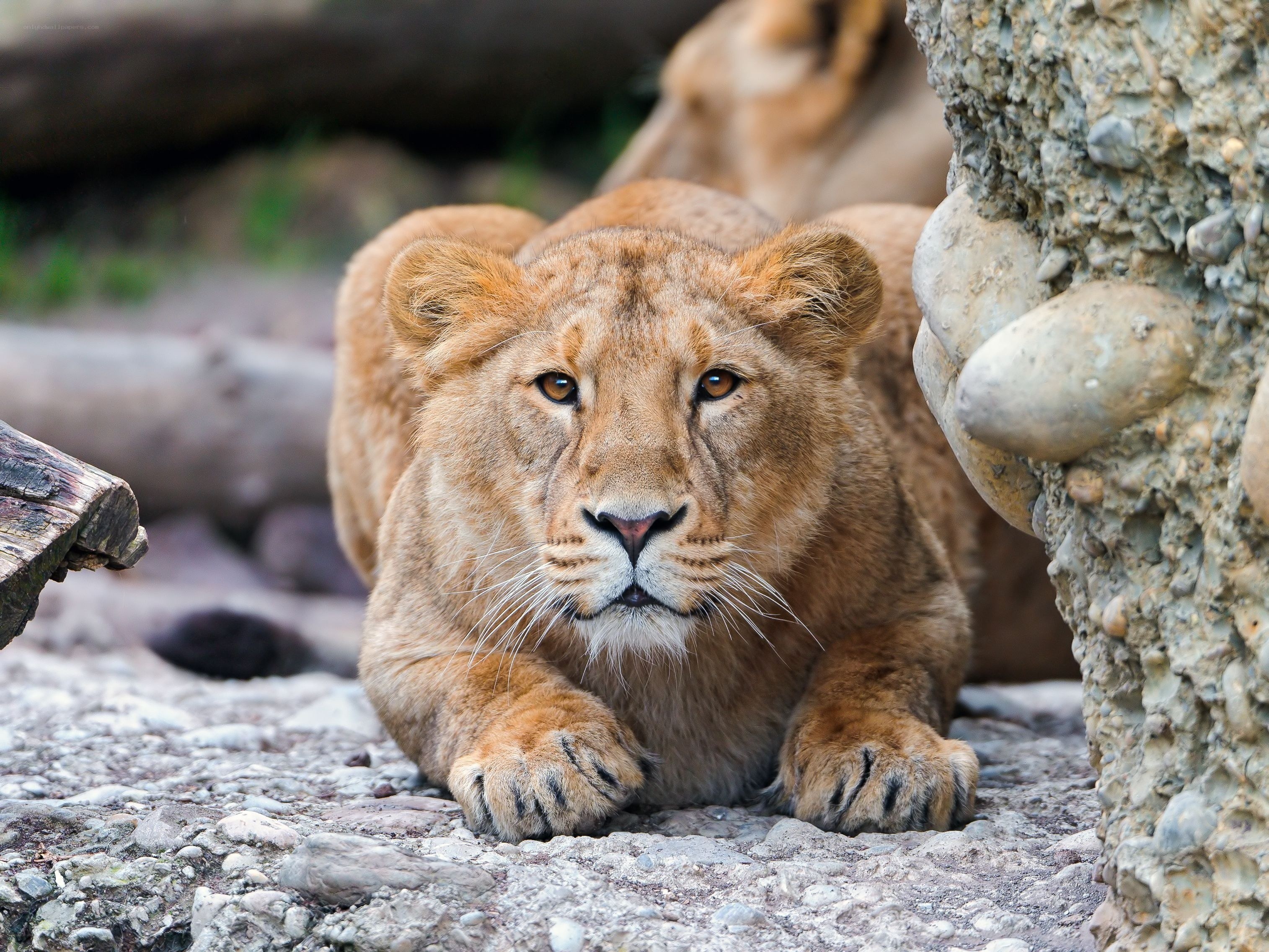 Lioness resting on rocks
