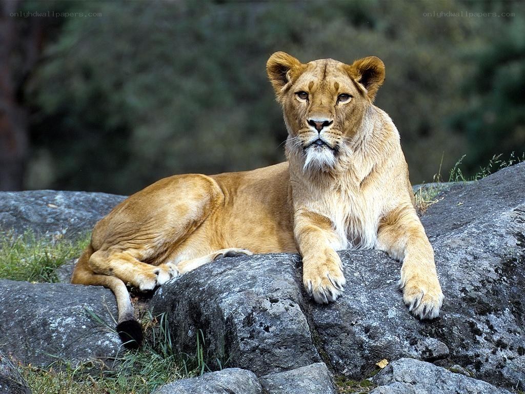 Lioness resting on rocks