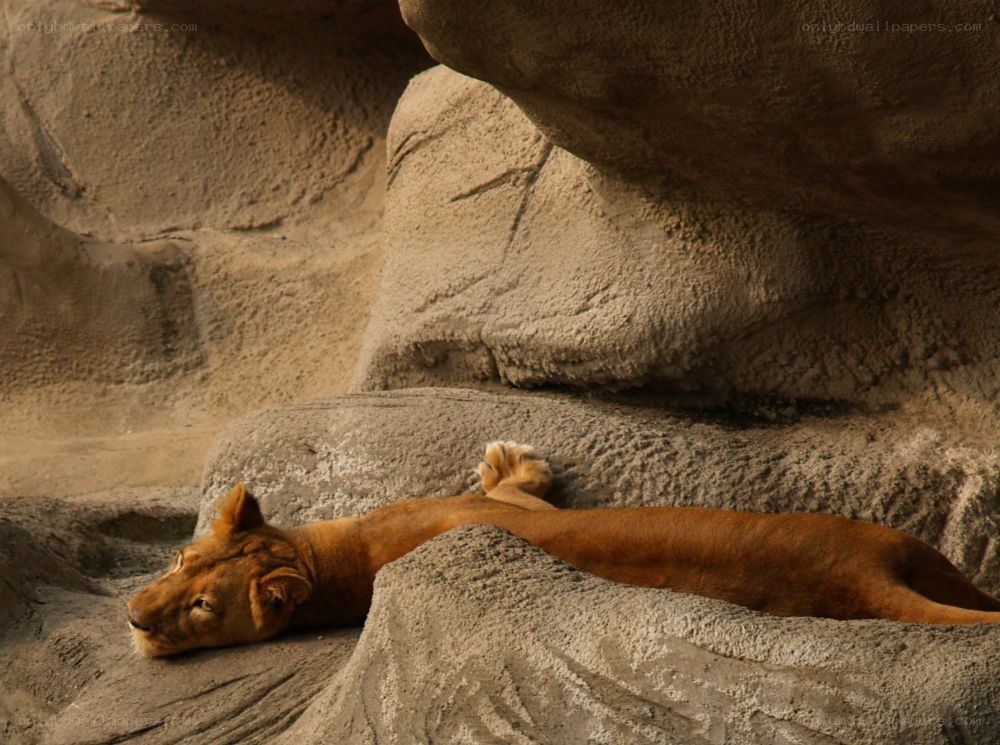 Lioness resting on rocks