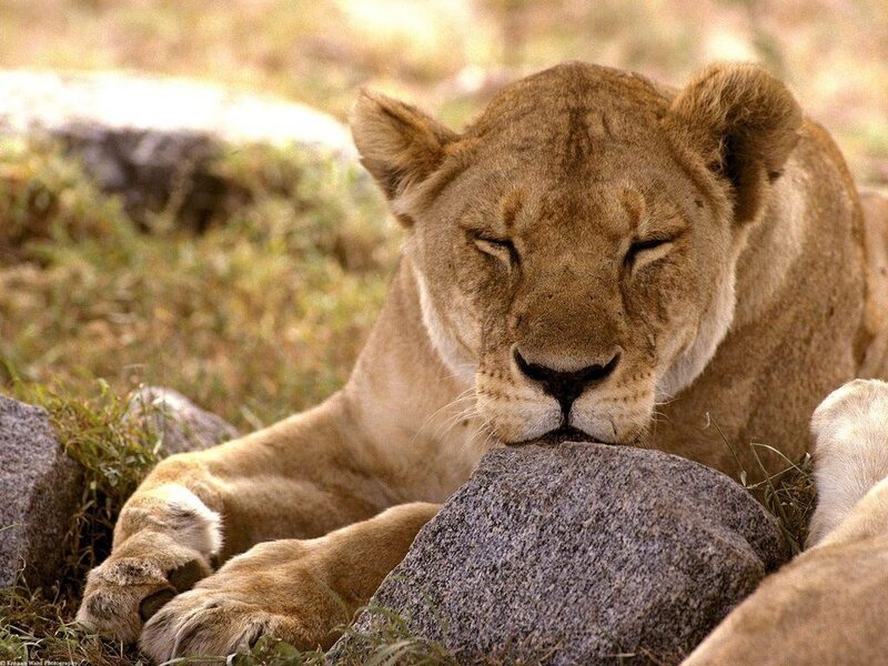 Lioness Resting on Rocks — Brown, Calm