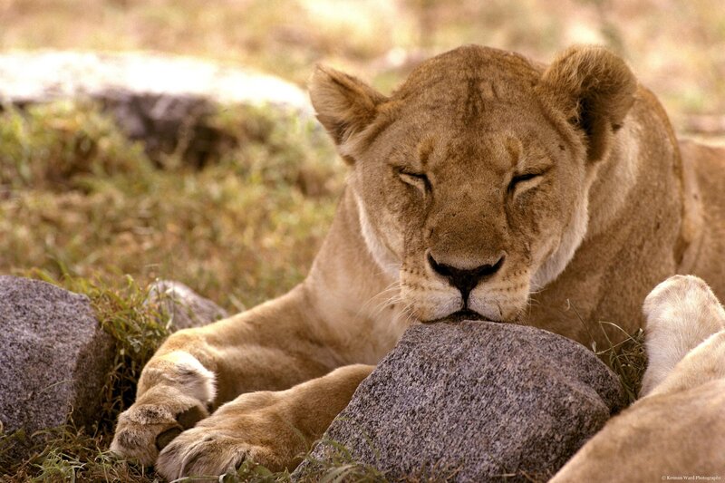 Lioness resting on rocks