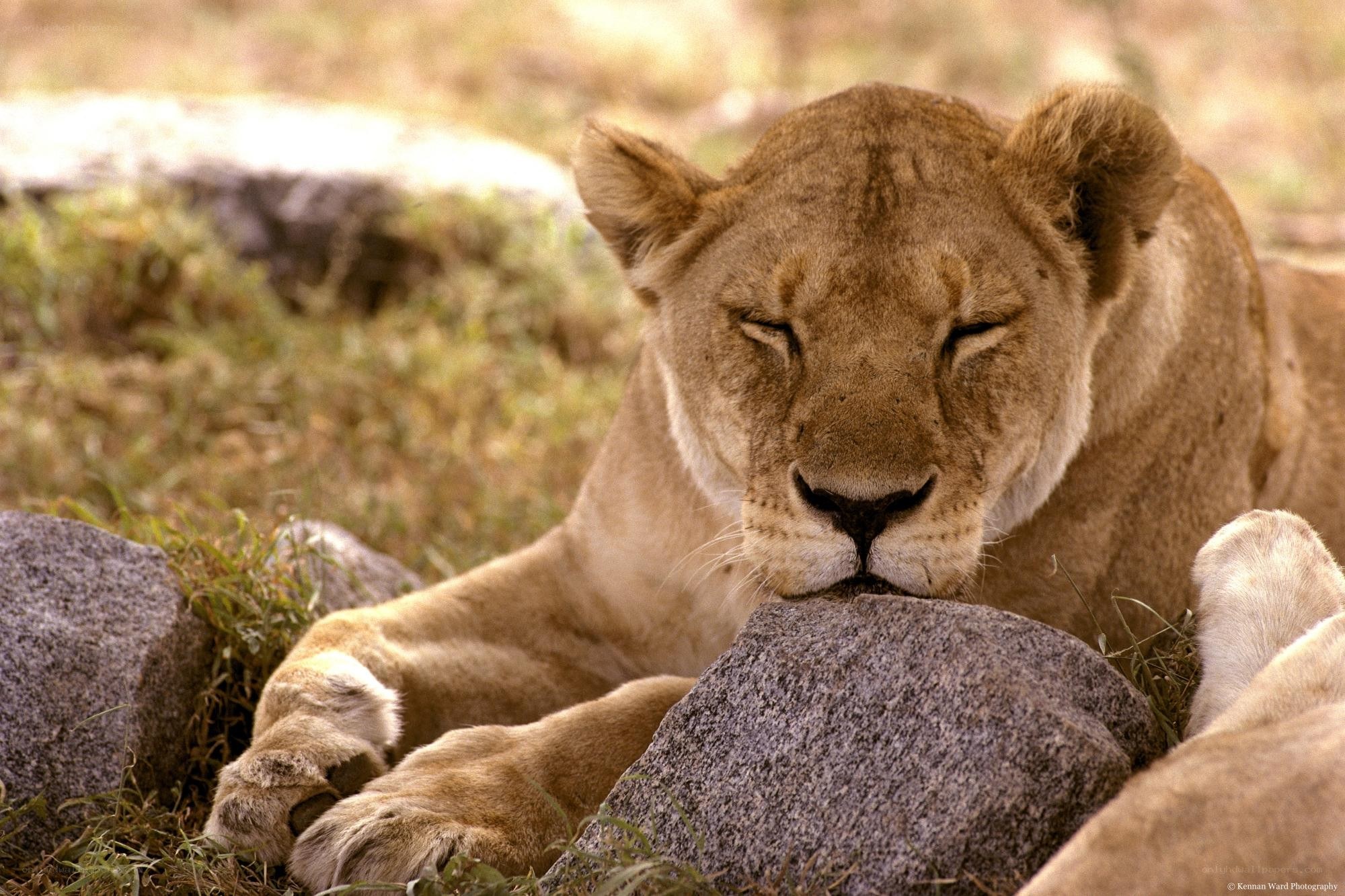 Lioness resting on rocks