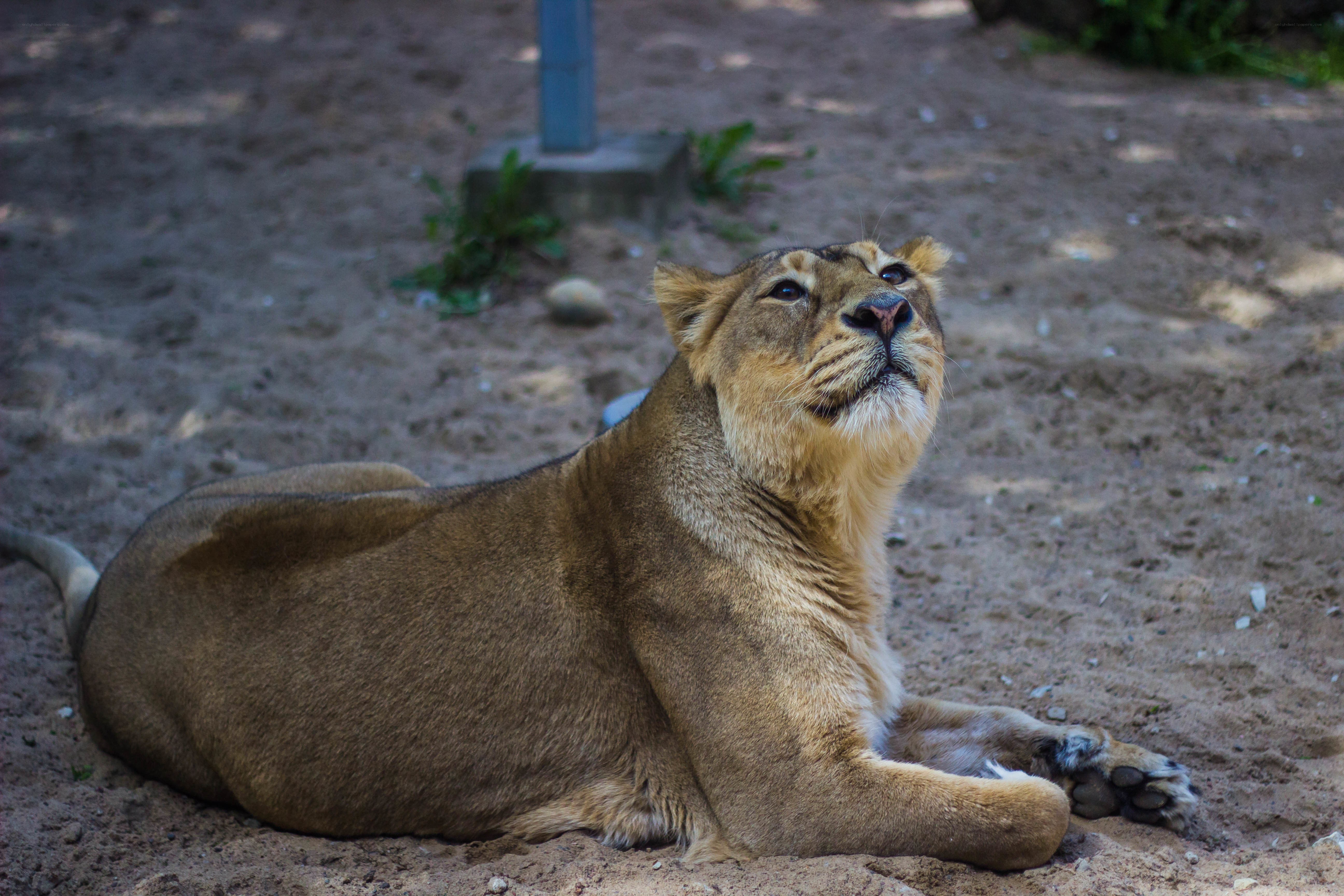 lioness resting on sand